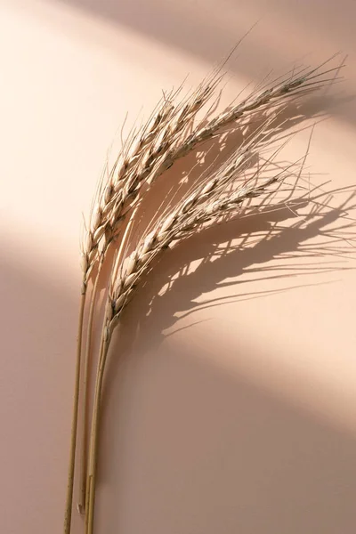 Dried ears of wheat shaded on cream-coloured cardboard background. Copy space. Vertical photo.
