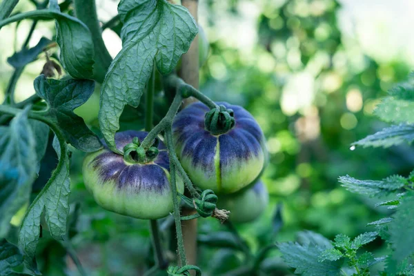 Huerto Con Plantas Tomate Con Cosecha Variedad Azul Del Mar — Foto de Stock