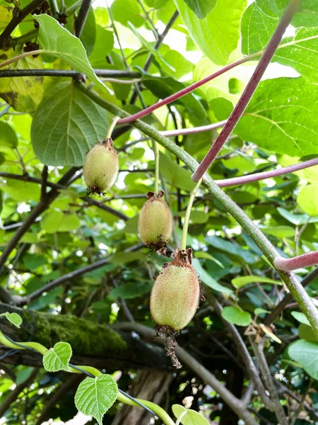 Small Kiwis Plant Ripening Natural Fruit — Stock Photo, Image