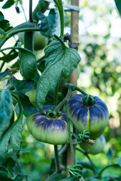 Orto Con Piante Pomodoro Con Raccolta Della Varietà Mare Blu — Foto Stock