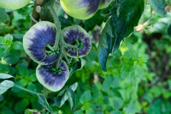 Jardim Legumes Com Plantas Tomate Com Colheita Variedade Mar Azul — Fotografia de Stock