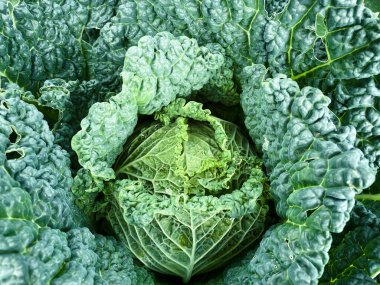 Cabbage plant in vegetable garden. Top view. Copy space.