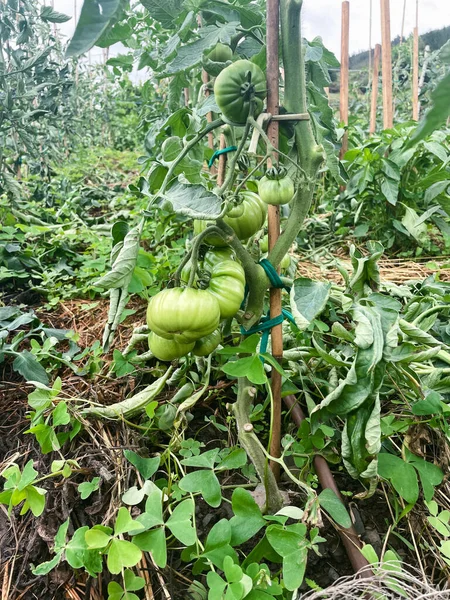 Bitkinin üzerinde yeşil raf domatesleri. Boşluğu kopyala.