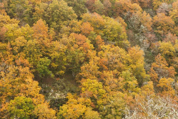 Oak forest in autumn. Forest colors in autumn. Copy space. Trees before leaf fall.