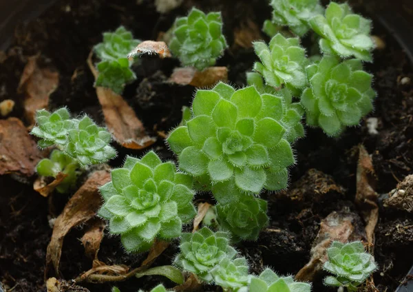 Viveiro Pequenas Plantas Suculentas Propagadas Por Folhas Aeonium Tabuliforme — Fotografia de Stock