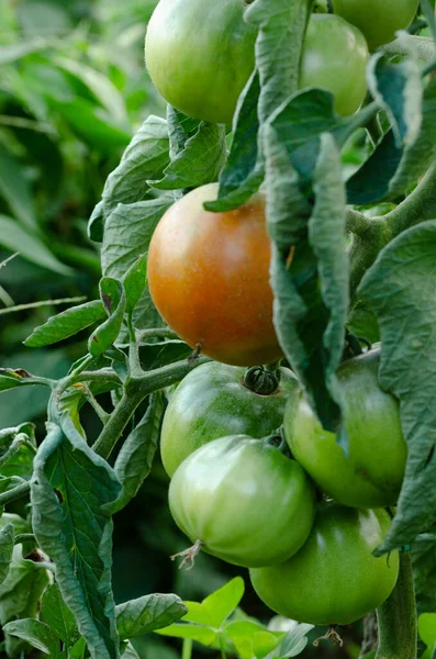 Huerto Con Plantas Tomate Con Cosecha Tomates Maduros Verdes Copiar — Foto de Stock