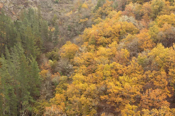 Oak forest in autumn. Forest colors in autumn. Copy space. Trees before leaf fall.