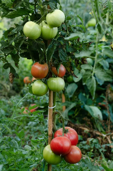 Gemüsegarten Mit Tomatenpflanzen Mit Ernte Reife Und Grüne Tomaten Kopierraum — Stockfoto