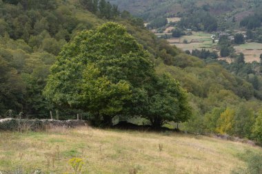 Ön planda kestane ağacı olan orman manzarası. Castanea sativa. Sonbaharın başlarında orman.