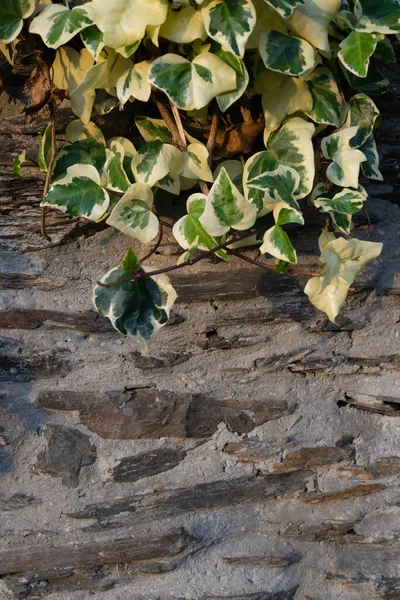 Background Texture Stone Cement Wall Variegated Ivy Top Copy Space Royalty Free Stock Photos
