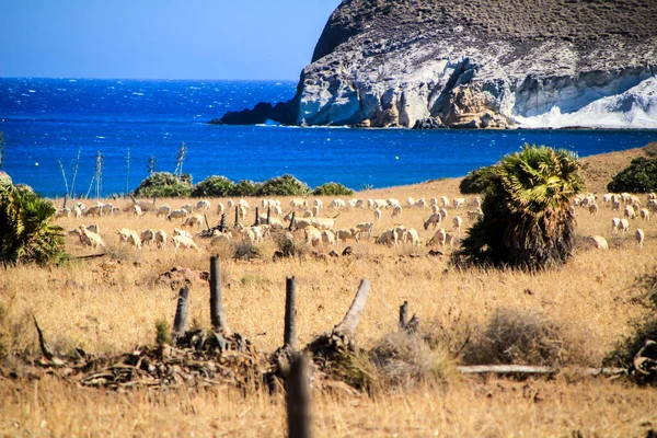 Ceneviz Sahillerinde Otlayan Koyun Sürüsü Cabo Gata Almerya Spanya — Stok fotoğraf
