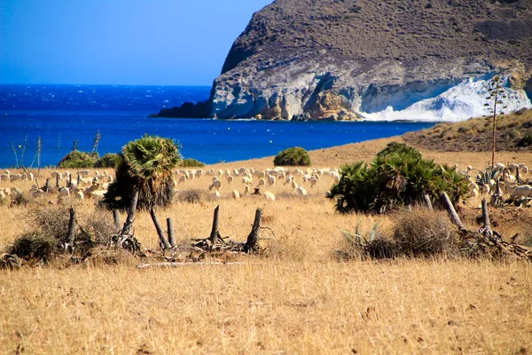 Flock Sheep Grazing Bush Genoveses Beach Cabo Gata Almeria Spain — Stock Photo, Image