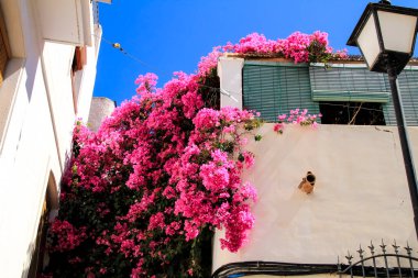 Mojacar 'da güzel pembe begonvilli tipik Endülüs beyazlatıcı cephe