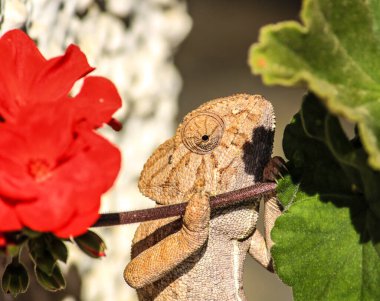 Geranium Pelargonium dalında güzel bir bukalemun kış güneşi altında