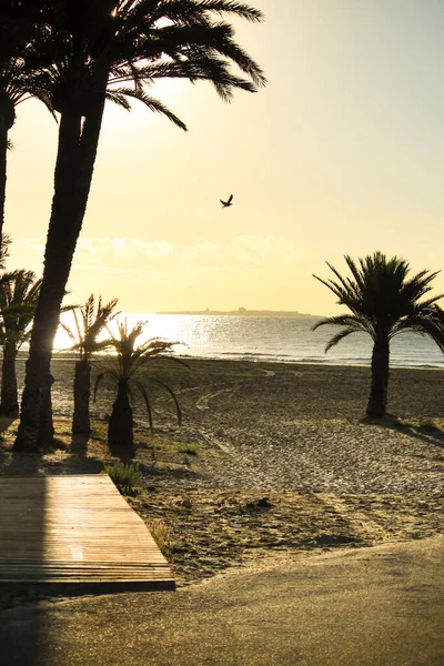 Playa Con Palmeras Isla Tabarca Fondo Amanecer Santa Pola Alicante —  Fotos de Stock
