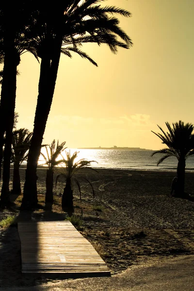 Strand Met Palmbomen Eiland Tabarca Achtergrond Bij Zonsopgang Santa Pola — Stockfoto