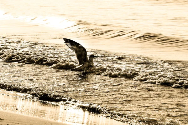 Seagull Shore Morning Santa Pola Alicante Spain — Stock Photo, Image