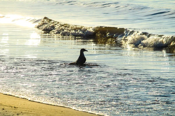 Martı sabah Santa Pola, Alicante, İspanya 'da kıyıda
