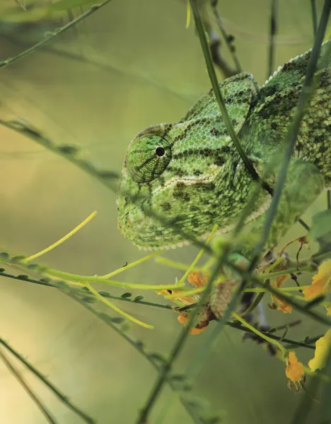 Beau Caméléon Sur Une Branche Sous Soleil Hiver — Photo