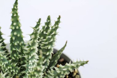 Güzel Aloe Humilis bitkisi beyaz arka planda