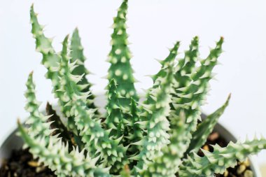 Güzel Aloe Humilis bitkisi beyaz arka planda