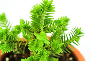 Güneşin altındaki bahçede güzel Crassula Muscosa bitkisi