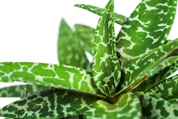 Belle Plante Ledebouria Socialis Dans Jardin — Photo