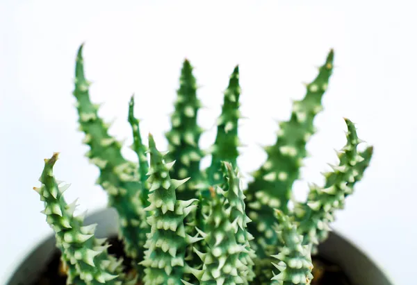 Όμορφο Φυτό Aloe Humilis Λευκό Φόντο — Φωτογραφία Αρχείου