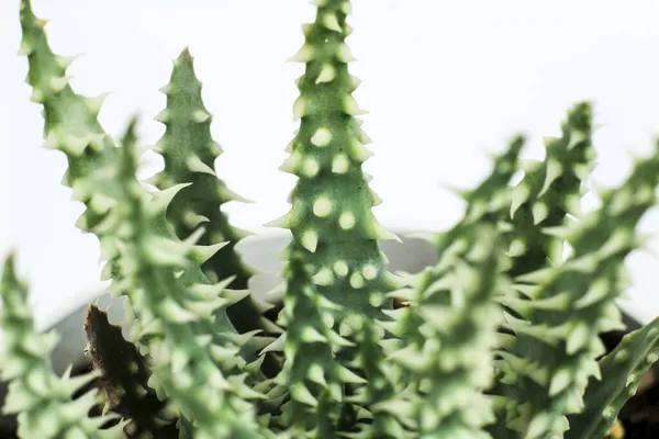 Vacker Aloe Humilis Växt Vit Bakgrund — Stockfoto