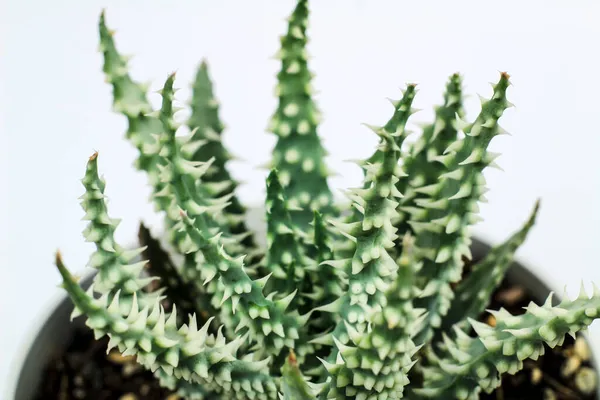 白い背景に美しいアロエHumilis植物 — ストック写真