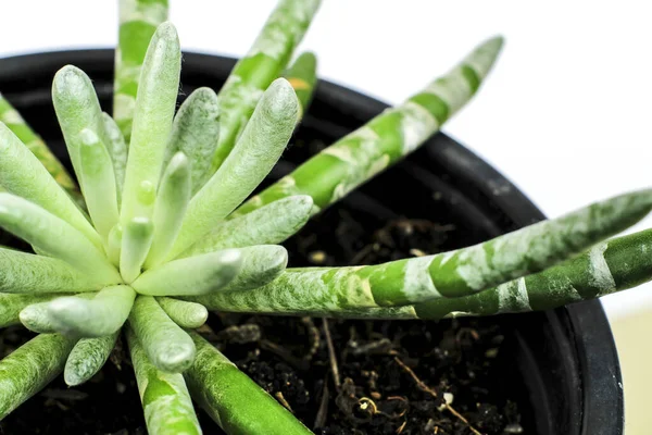 Schöne Senecio Scaposus Pflanze Garten Makrofotografie — Stockfoto