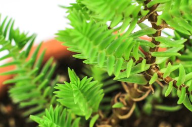 Güneşin altındaki bahçede güzel Crassula Muscosa bitkisi