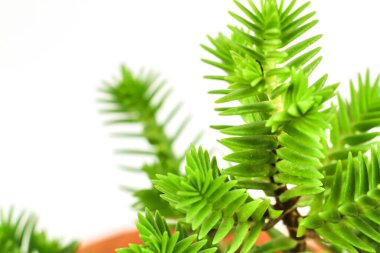 Güneşin altındaki bahçede güzel Crassula Muscosa bitkisi