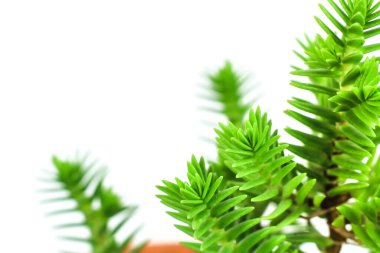 Güneşin altındaki bahçede güzel Crassula Muscosa bitkisi