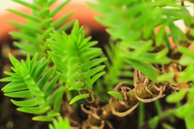 Güneşin altındaki bahçede güzel Crassula Muscosa bitkisi