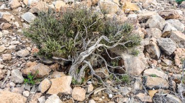 Thymelaea Hirsuta fabrikası İspanya 'nın Alicante kentindeki dağlarda kayalarla çevrili.