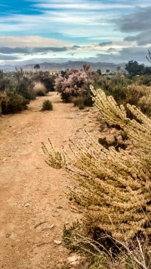 İspanya, Alicante 'de yerli çalılar ve Salsola Zıt Folia bitkileriyle kırsal alan