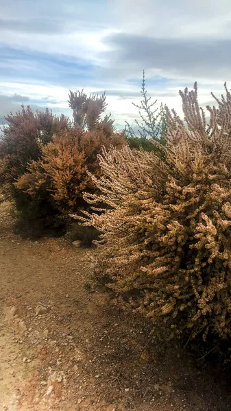 Landelijk Landschap Met Inheemse Struiken Salsola Oppositifolia Planten Alicante Spanje — Stockfoto