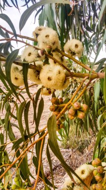 İspanya 'da çiçek açmış okaliptüs yaprakları