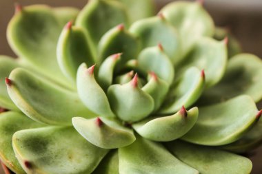 Bahçedeki güzel Echeveria Colata bitkisi