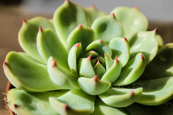 Bella Pianta Echeveria Colorata Giardino — Foto Stock