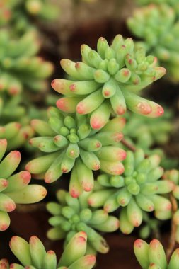 Renkli Sedum Rubrotinctum Bahçedeki sulu bitki