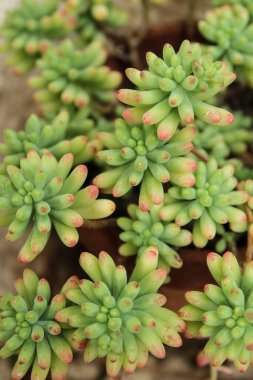 Renkli Sedum Rubrotinctum Bahçedeki sulu bitki