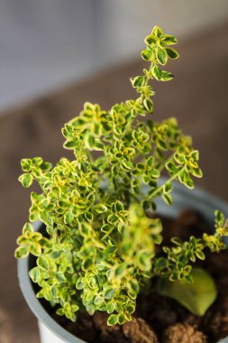 Bahçeye renkli Thymus Citriodorus bitkisi