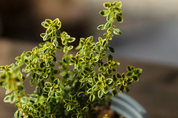 Bunte Thymus Citriodorus Pflanze Garten — Stockfoto