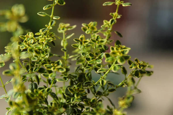 Colorato Thymus Citriodorus Pianta Giardino — Foto Stock