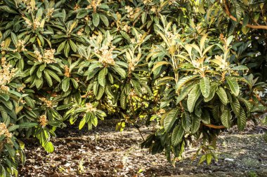 Geliantell köyündeki Medlar çiftliği (Mespilus Germanica), Alicante, İspanya