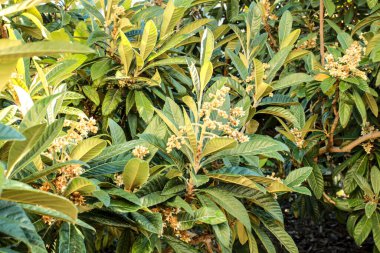 Geliantell köyündeki Medlar çiftliği (Mespilus Germanica), Alicante, İspanya