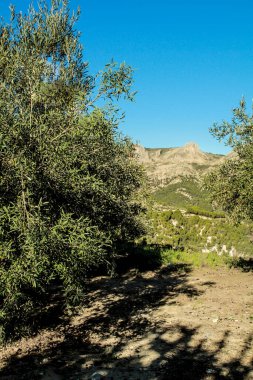 İspanya, Alicante 'de Geliantell köyündeki renkli zeytin çiftliği