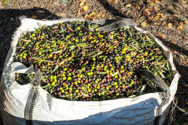 Sonbaharda Benimantell çiftliğinde zeytin topladım. Alicante, İspanya.